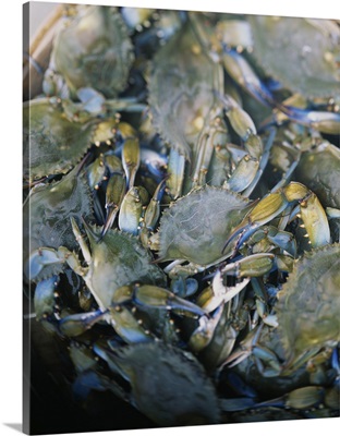 Close-up of crabs (Cancer Pagurus) steaming in a pot, Maryland