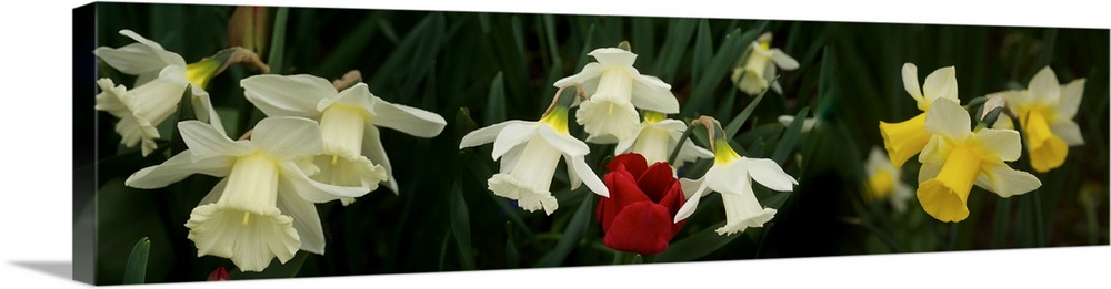 Close-up of Daffodil flowers with a red tulip