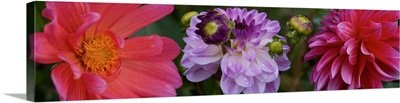 Close-up of Dahlia flowers blooming on plant