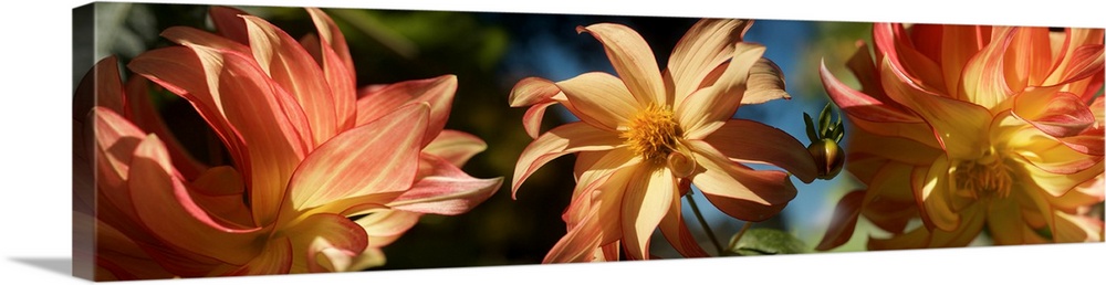 Close-up of Dahlia flowers blooming on plant