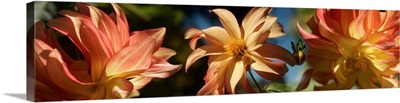 Close-up of Dahlia flowers blooming on plant