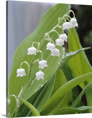 Close-up of dew drops on Lily-Of-The-Valley (Convallaria majalis), Anacortes, Washington State