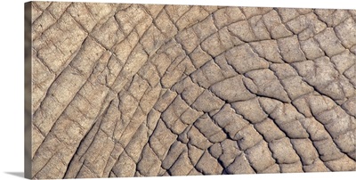 Close-up of elephant skin