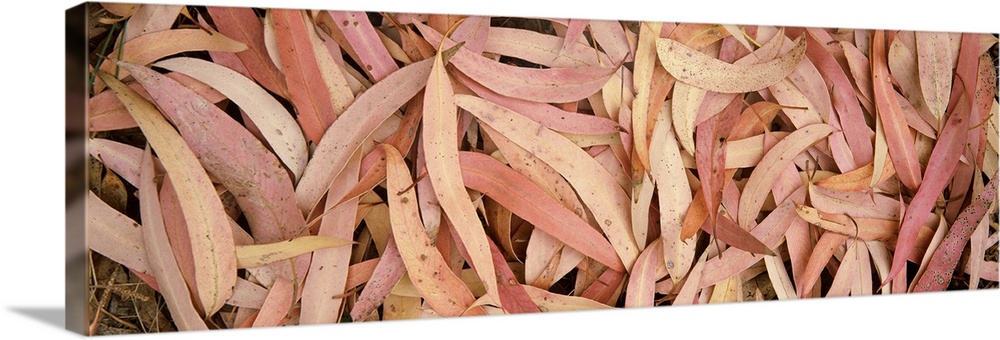 Close-up of eucalyptus leaves