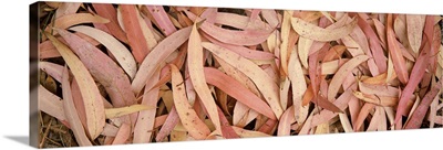 Close-up of eucalyptus leaves