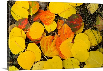 Close-up of fallen leaves, Maroon Bells, Maroon Creek Valley, Aspen, Colorado