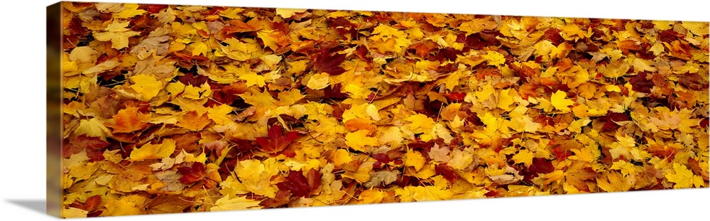 Close-up of fallen leaves, Pennsylvania