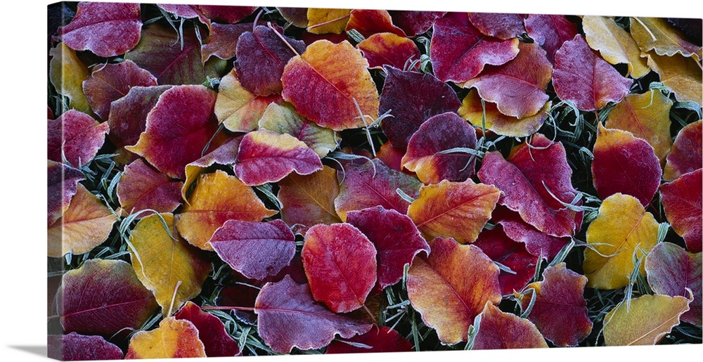 Autumn colored leaves are frost bitten as they lay on the grass and are photographed closely.