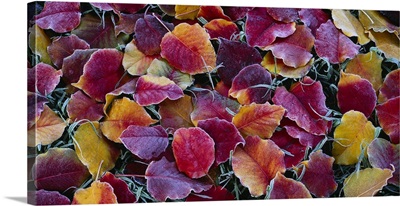 Close-up of fallen leaves, Sacramento, California