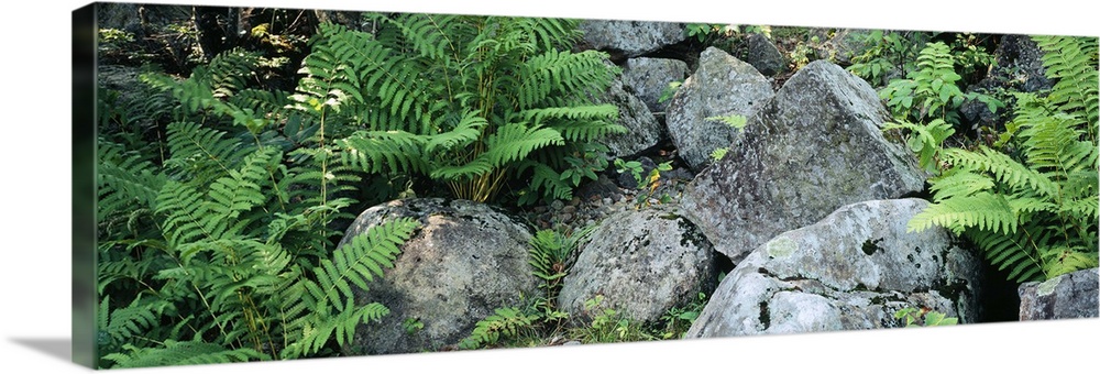 Close-up of ferns on rocks, Moose River, Adirondack Mountains, New York State