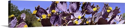 Close-up of flowering cactus plants, Oracle, Arizona