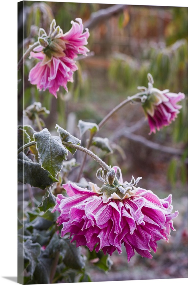 Close-up of flowers covered by frost, annisquam, cape ann, gloucester, massachusetts, USA.