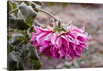 Close-Up Of Flowers Covered By Frost, Cape Ann, Gloucester, Massachusetts, USA