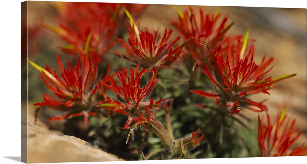 Horizontal print of the close up view of flowers in Utah.