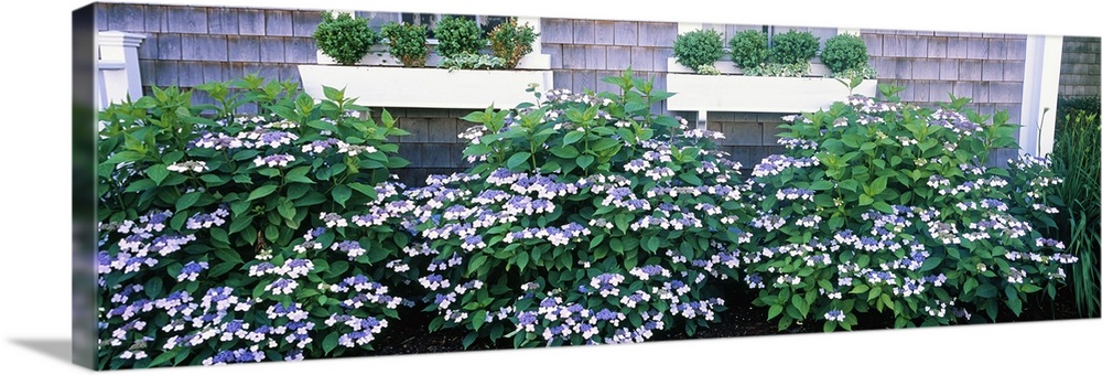 Up-close panoramic photograph of bushes outside of a set of windows with flower boxes.