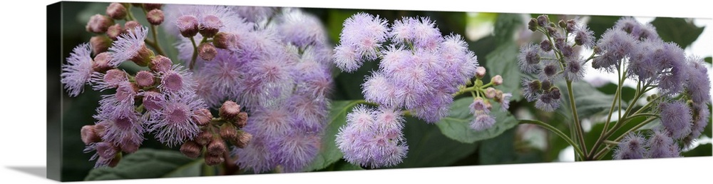 Close-up of fuzzy purple flowers