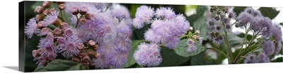 Close-up of fuzzy purple flowers