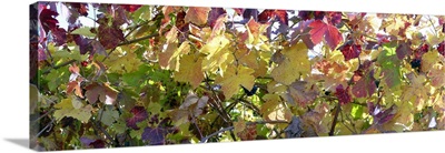 Close-up of grape leaves, Shenandoah Valley, Amador County, California