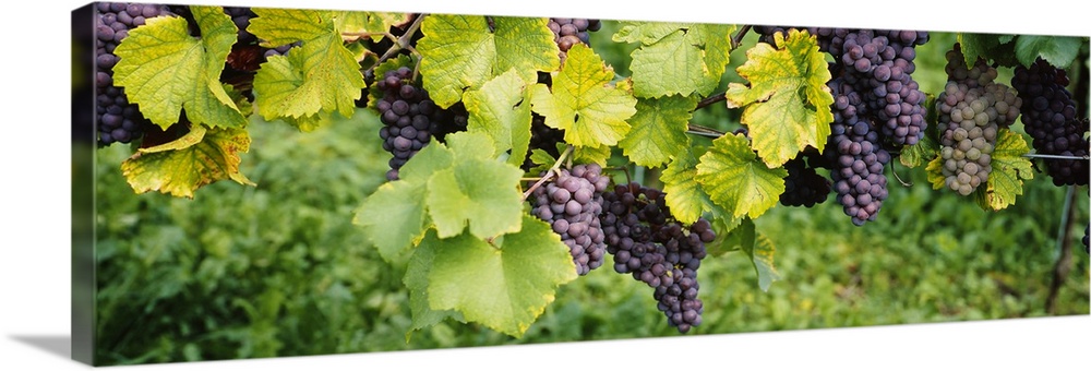 Panoramic canvas of grapes on the vine viewed up close.