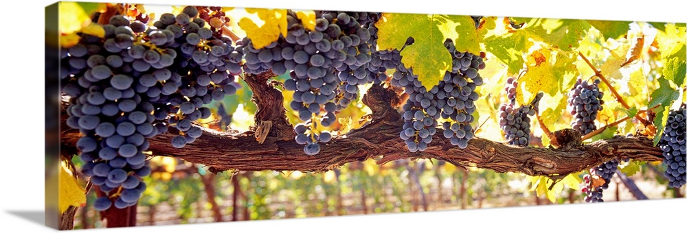 Panoramic canvas art of grape clusters hanging from grape vines in a vineyard.