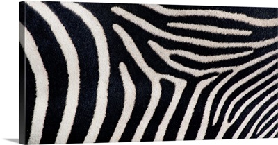 Close-up of Greveys zebra stripes