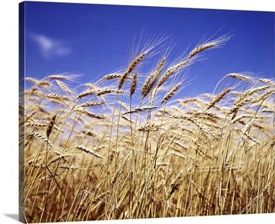 Close-Up Of Heads Of Wheat Stalks Against Blue Sky