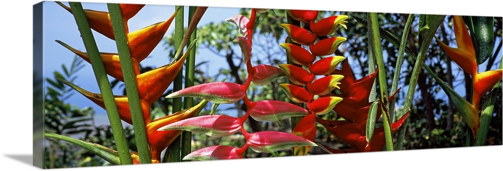Close-up of Heliconia flowers, Hawaii, USA
