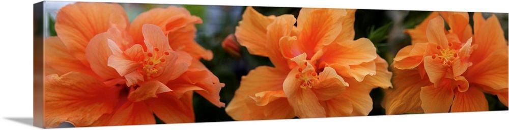 Close-up of Hibiscus flowers