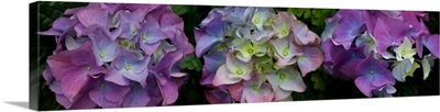 Close-up of Hydrangea flowers