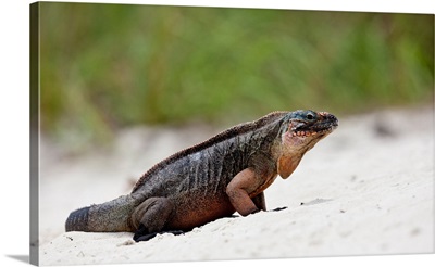 Close-up of Iguana on beach, Great Exuma Island, Bahamas