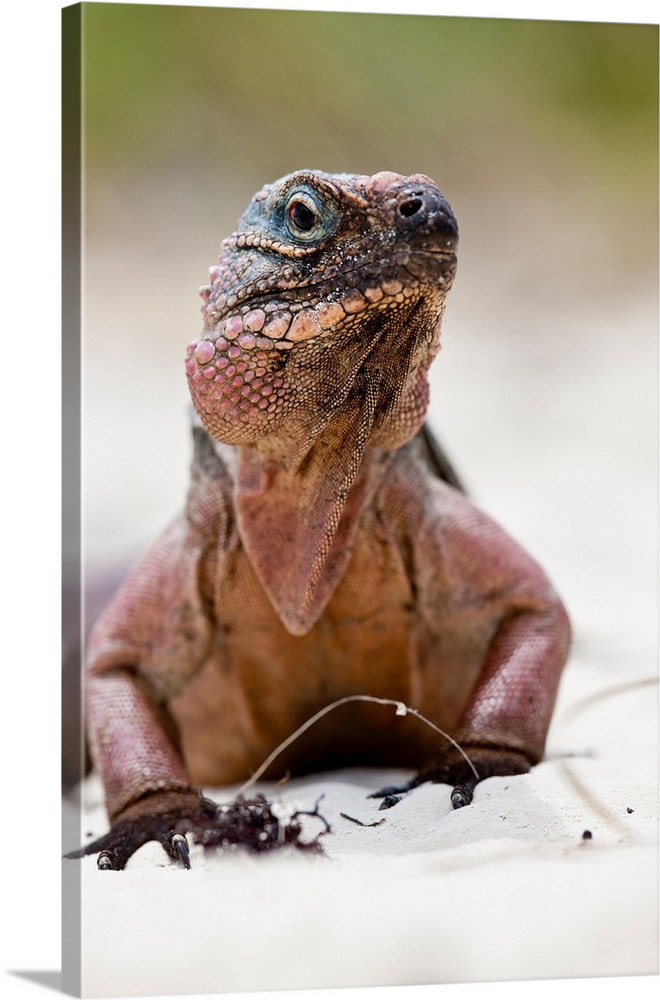 Close-up of Iguana on beach, Great Exuma Island, Bahamas