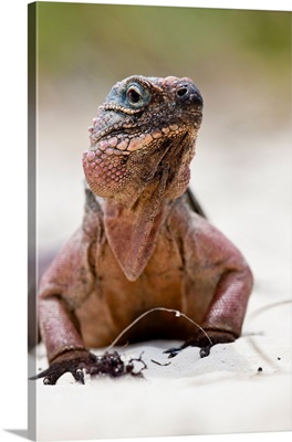 Close-up of Iguana on beach, Great Exuma Island, Bahamas