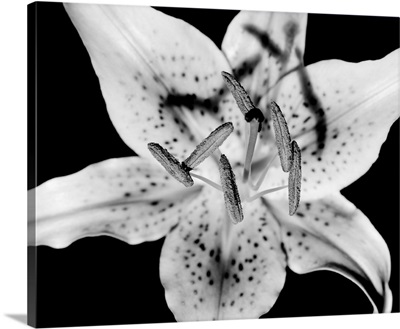 Close up of Lily flower