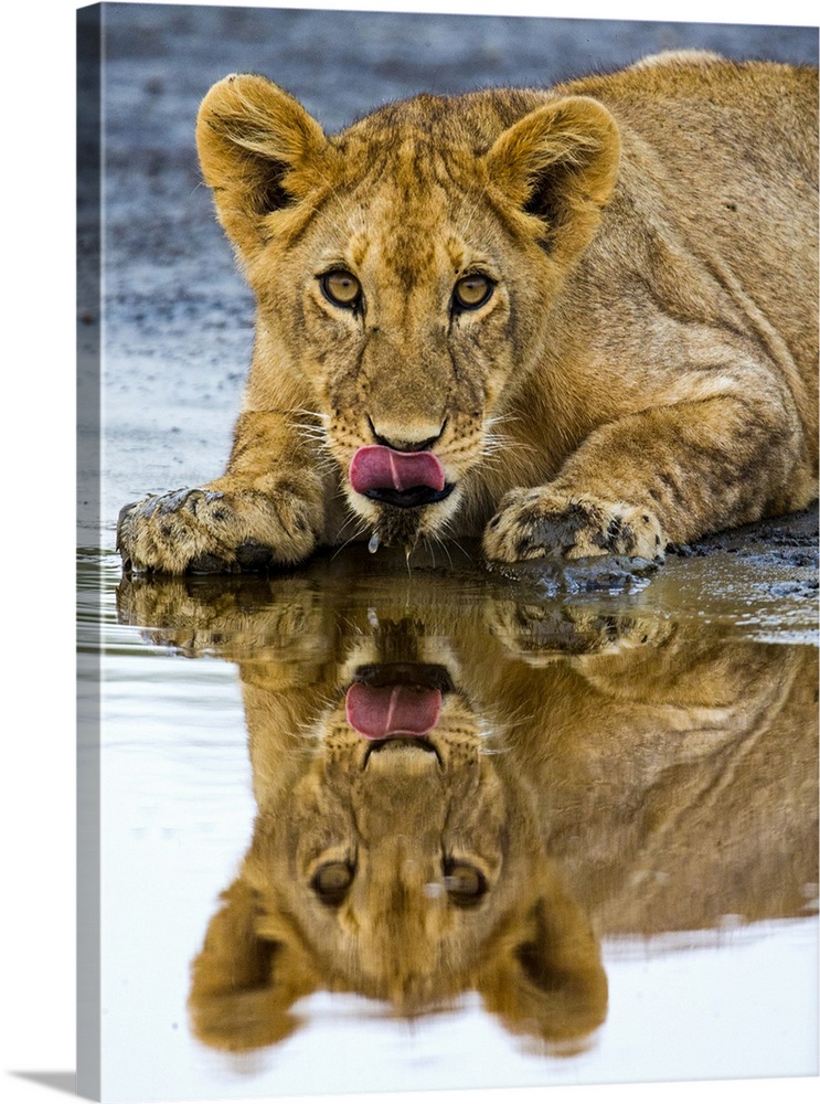 Close up of lion (Panthera leo) lying down near water, Ngorongoro Conservation Area, Tanzania, Africa