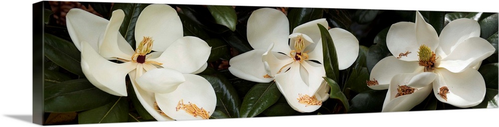 Close-up of Magnolia flowers in bloom