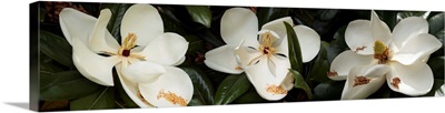 Close-up of Magnolia flowers in bloom