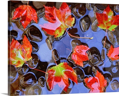Close-up of maple leaves in the water