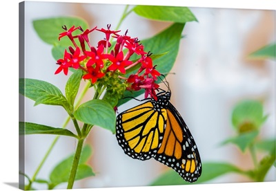 Close-up of Monarch butterfly (Danaus plexippus) pollinating flowers, Florida