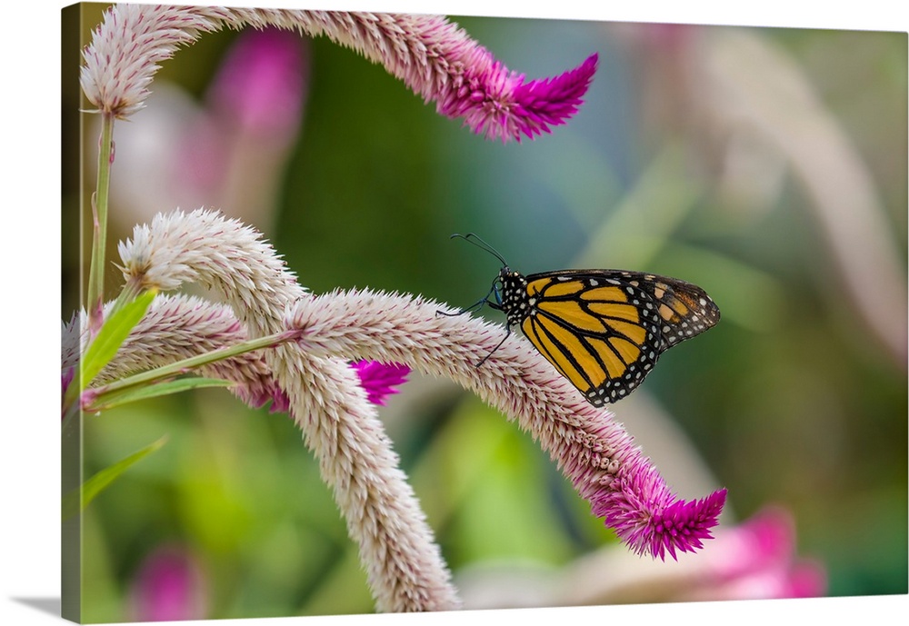 Close-up of Monarch butterfly (Danaus plexippus) pollinating flowers, Florida, USA