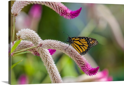 Close-up of Monarch butterfly (Danaus plexippus) pollinating flowers, Florida