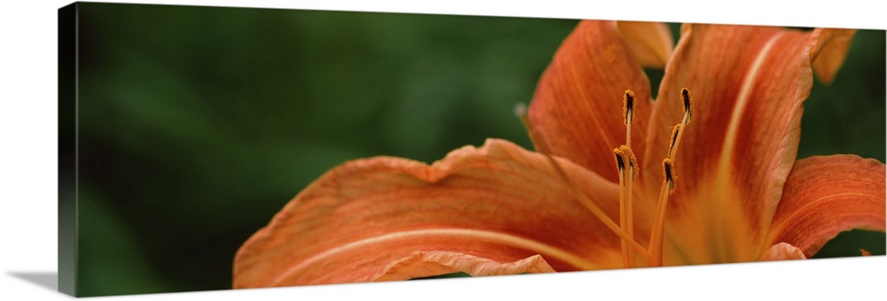 Close-up of Orange Daylily