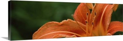 Close-up of Orange Daylily