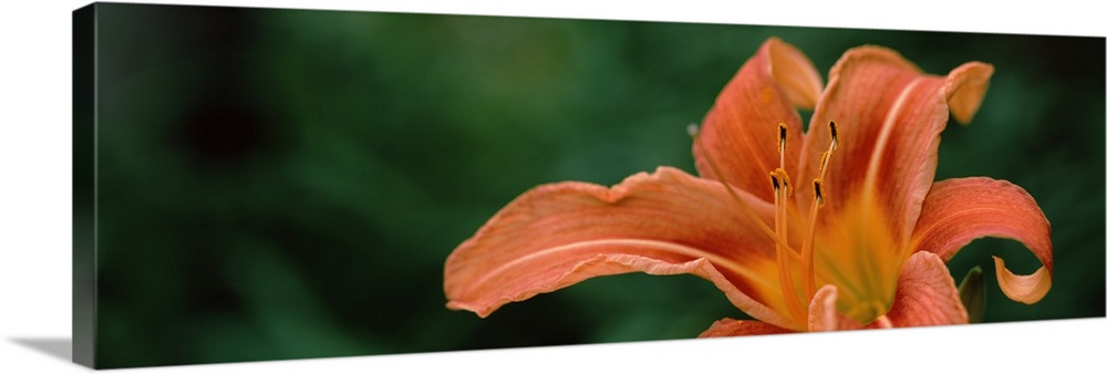 Close up of Orange Daylily Hemerocallis fulva Wall Art, Canvas Prints ...