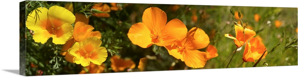 Close-up of orange flowers blooming