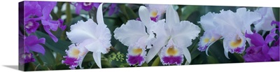 Close-up of Orchid flowers