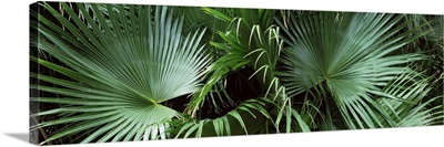 Close up of palm leaves Joan M. Durante Park Longboat Key Florida