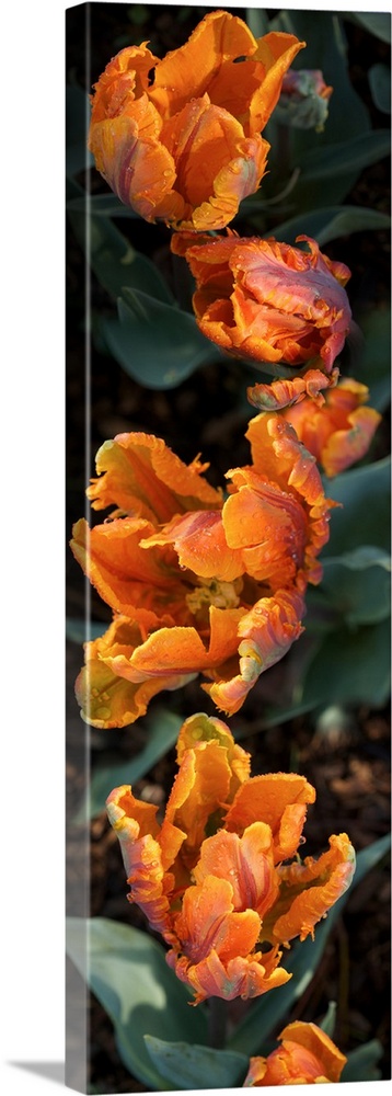 Close-up of Parrot Tulip flowers