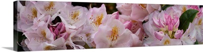 Close-up of pink Rhododendron flowers