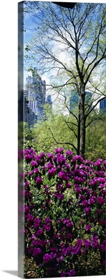 Close-up of plants, Central Park, Manhattan, New York City, New York State