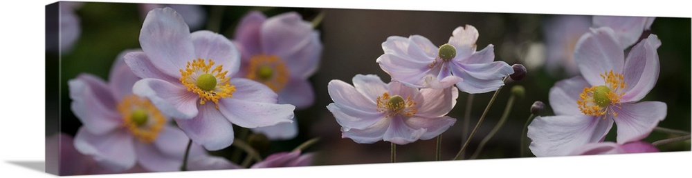 Close-up of pleasing pastels flowers